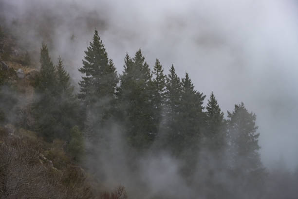 trees in the fog in Serra da Estrela