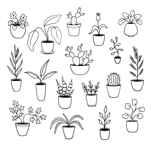 Set of potted plant doodle Isolated elements on white background. EPS 10 chlorophytum comosum stock illustrations