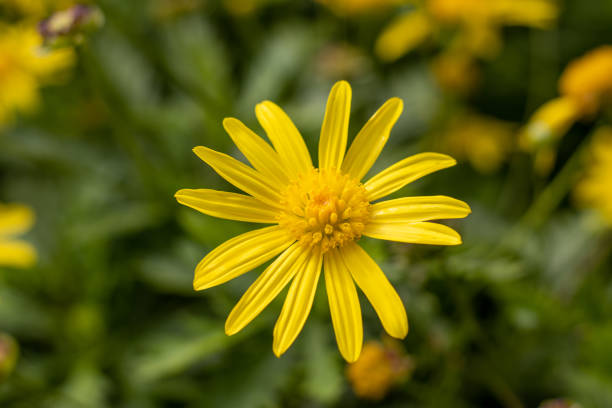 istock Yellow flower, close up, green background, cute blossom. 1370766801