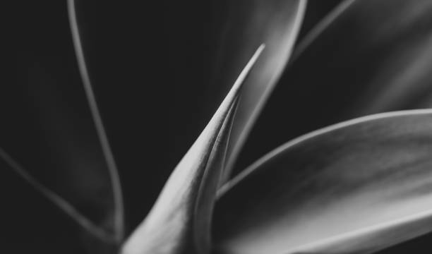 istock Macro of Fox tail plant, agave attenuata, lines and texture. 1370766831