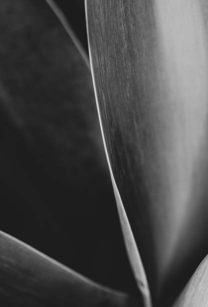 istock Macro of Fox tail plant, agave attenuata, lines and texture. 1370766862