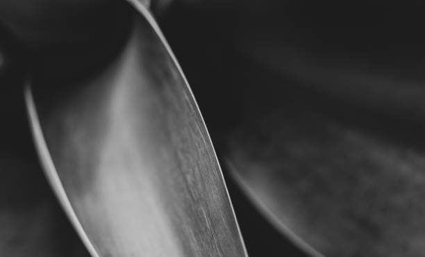 istock Macro of Fox tail plant, agave attenuata, lines and texture. 1370766901