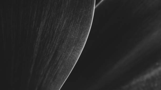 istock Macro of Fox tail plant, agave attenuata, lines and texture. 1370766941