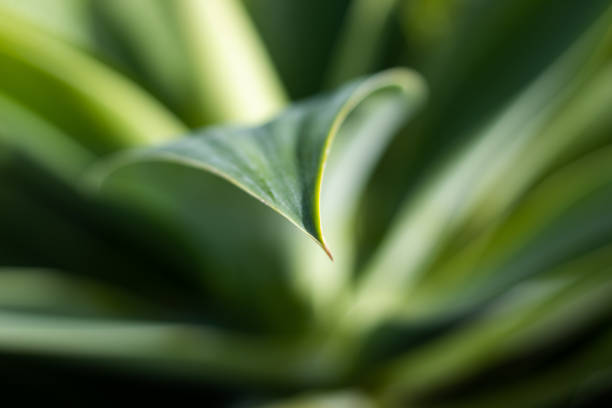 istock Macro of Fox tail plant, agave attenuata, lines and texture. 1370767030