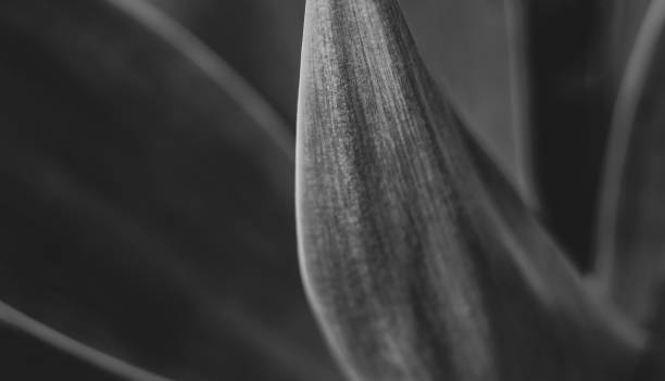 istock Macro of Fox tail plant, agave attenuata, lines and texture. 1370767041