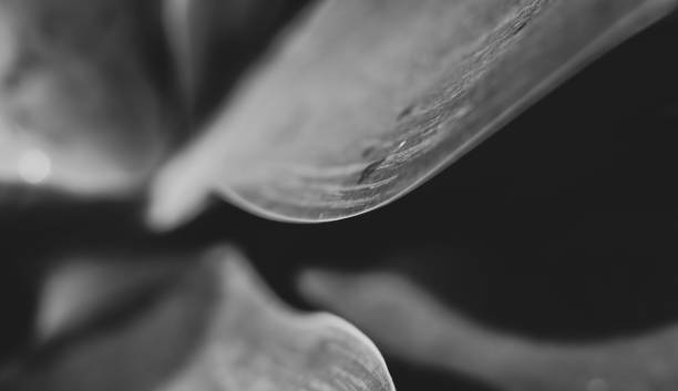 istock Macro of Fox tail plant, agave attenuata, lines and texture. 1370767069