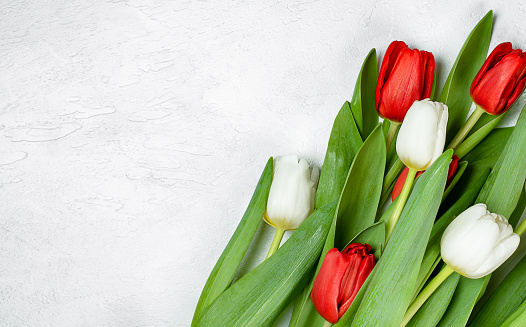 white and red tulips on a light concrete background