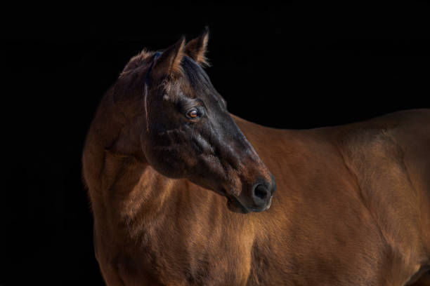 dun quarter horse jument - tête dun animal photos et images de collection