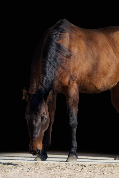 istock Dun quarter horse mare 1370767743