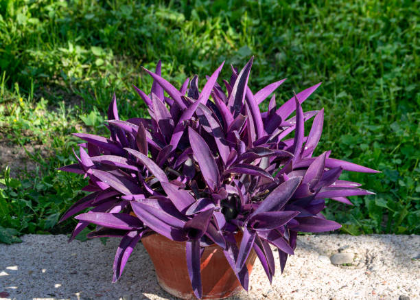 Photo of Decorative purple tradescantia in a flower pot.Close-up.