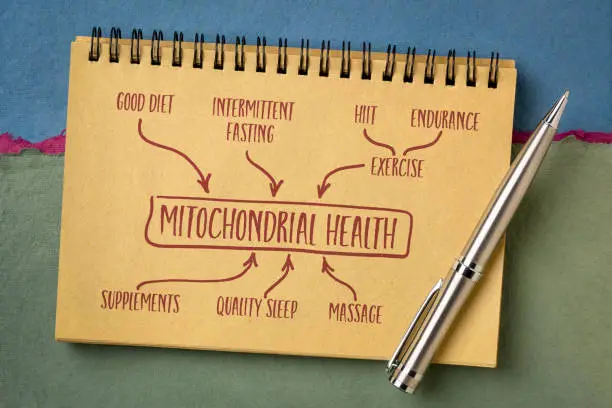 Photo of mitochondrial health concept