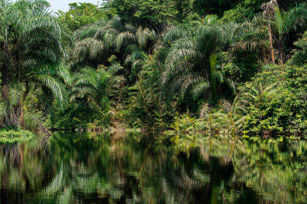 istock Tropical rainforest at a jungle river in Africa, Congo Basin 1370775550