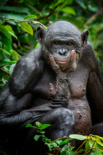 Portrait of a senior Bonobo (Pan paniscus). The Bonobo is one of the great apes (as well es Gorilla, Chimpanzee and Orang Utan). In former times Bonobos were also called pygmy chimpanzee. The only place where Bonobos could be found is the Tropical Rainforest in the Congo Basinof the Democratic Republic of the Congo, south of the Congor River.