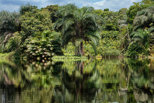 Tropical rainforest including reflection in the water of a branch of the Congo River. Province of Equateur, DR Congo.