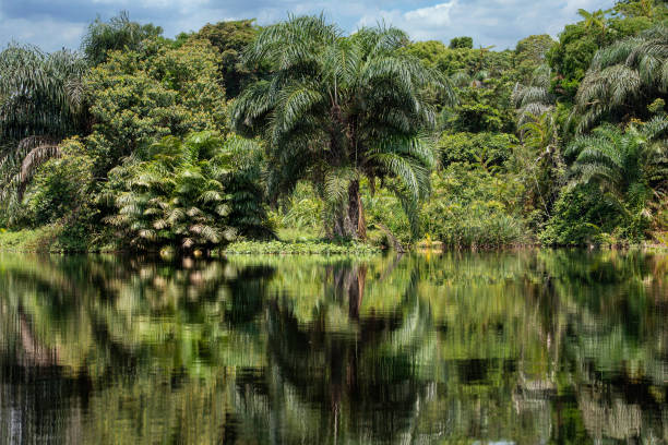 Tropical rainforest at a jungle river in Africa, Congo Basin Tropical rainforest including reflection in the water of a branch of the Congo River. Province of Equateur, DR Congo. democratic republic of the congo stock pictures, royalty-free photos & images