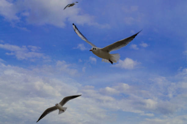 istock Flying seagulls on a bright cold day at the sea 1370775837