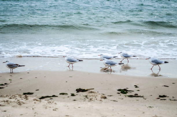 Seagulls walking on a beach near the water. The sae is blue and calm. Birds are looking for some food and fun.