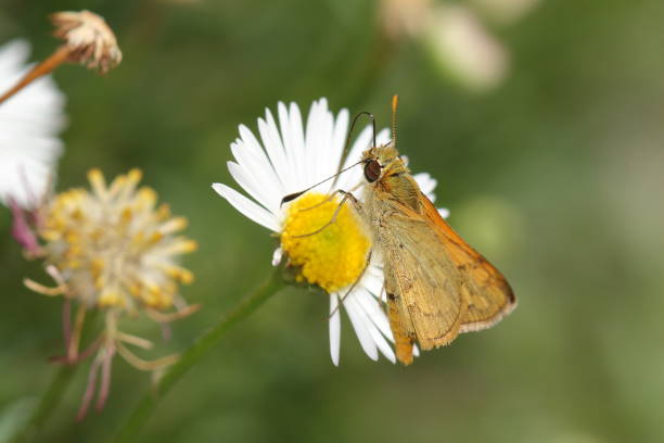 Butterfly - Grass Dart (Ocybadistes walkeri) or 'Skipper', feeding on a Daisy flower. stock photo