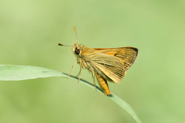 Butterfly - Grass Dart (Ocybadistes walkeri) or 'Skipper'. stock photo