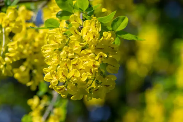Laburnum anagyroides golden rain chain ornamental shrub branches in bloom, flowering small tree with bright beautiful yellow flowers and green leaves in sunlight