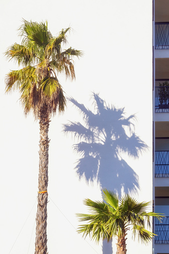 Fan palm trees ( Washingtonia filifera ) against  white wall of building. Travel and vacations concepts. Copy space