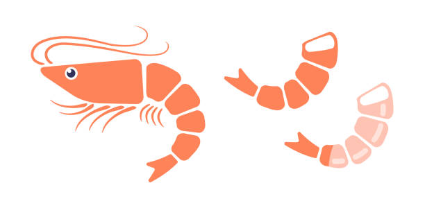 illustrations, cliparts, dessins animés et icônes de illustration vectorielle de crevettes de style plat. - protein isolated shell food