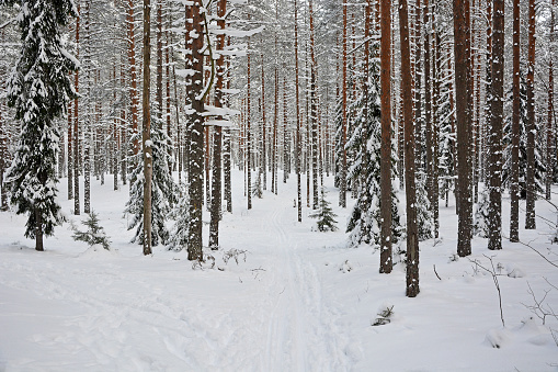 Majestic winter forest. Russia, Karelia, cold and snowy weather