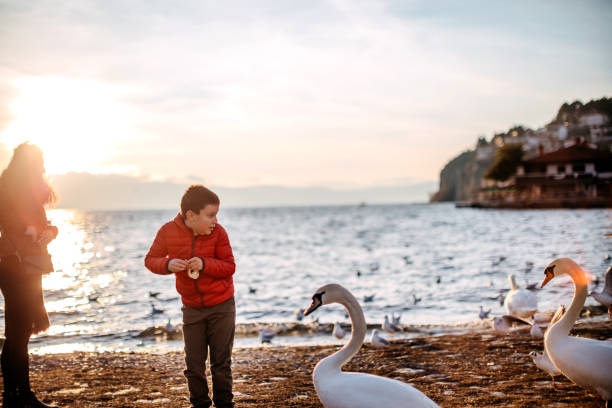 Boy feeding swan near lake shore with bread