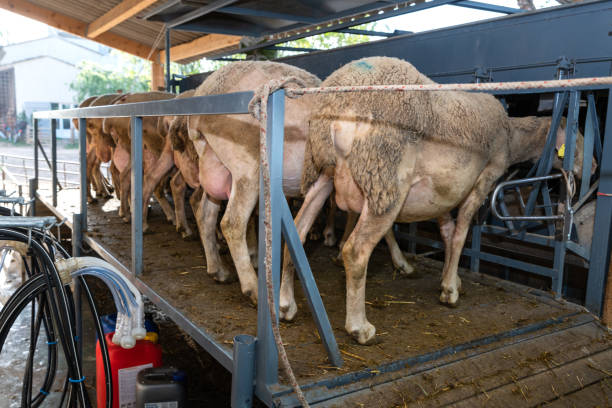 istock milking sheep on the farm 1370780315