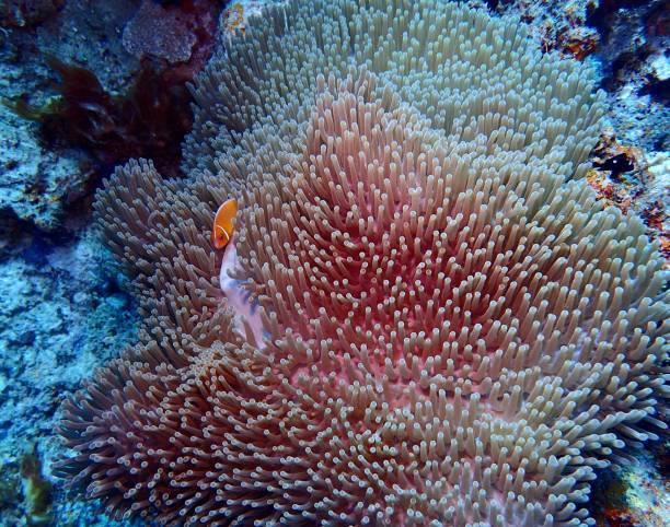 istock Clownfish in anenome 1370780693