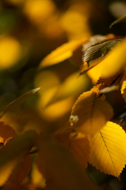 Autumn yellow leaves with selective focus and blur