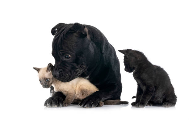 istock staffordshire bull terrier and kitten 1370782544