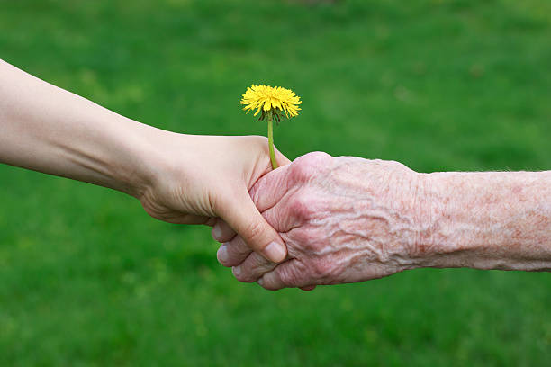 istock Young and senior's hand with a yellow dandelion 137078312