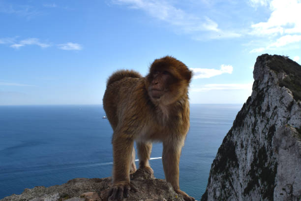 istock Wild barbary macaque or called simply Gibraltar monkeys standing on the Rock 1370784401