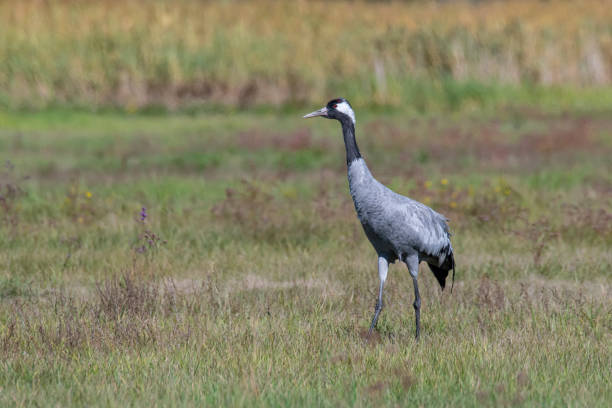 istock Common crane in Hortobagy Puszta, Hungary 1370785549