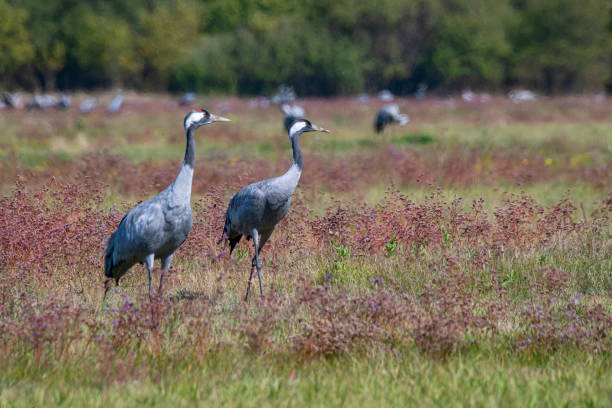 Pair of Common Cranes (grus grus, Eurasian Crane). Location is a small pond in the steppe of Hortobágy National Park, Hungary. The Steppe (Puszta) of Hortobagy is the largest semi-natural grassland in Europe and is listed from UNESCO as World Heritage Site since 1999.
