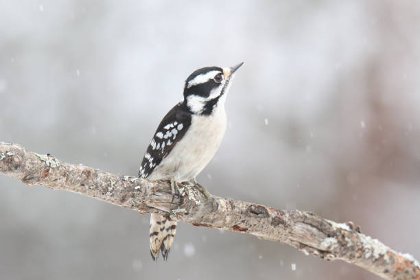 istock Downy woodpecker perching in winter 1370785810
