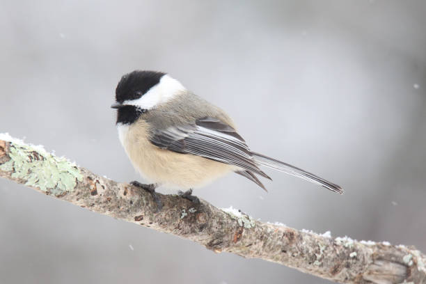 istock black capped chickadee perching on a branch in winter 1370785816