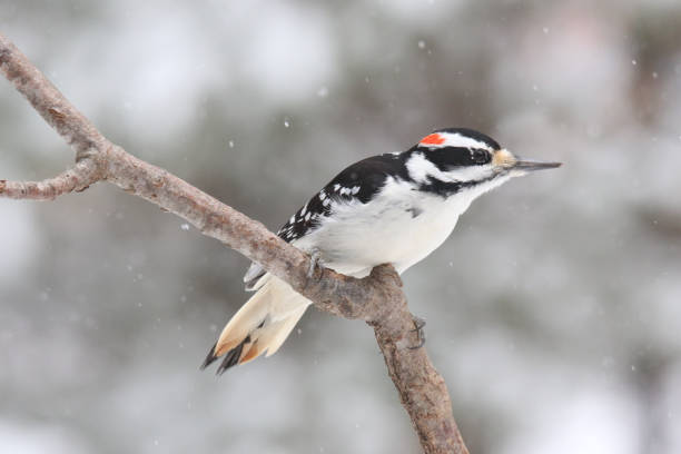 istock Hairy woodpecker perching in winter 1370785817