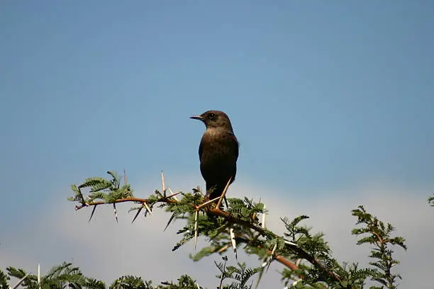 Bird sitting on a thorn bush.