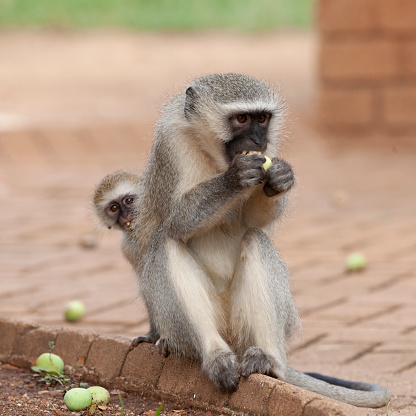 A wild baby Vervet Monkey, Chlorocebus pygerythrus, peeps out from behind its mother as they eat fallen Marula fruits in the grounds of a lodge in Kruger National Park, South Africa.