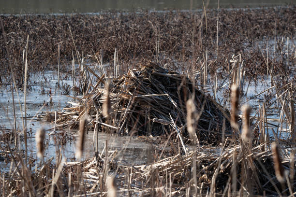 muskrat hut 1 Musk rat hut in a march land setting ondatra zibethicus stock pictures, royalty-free photos & images
