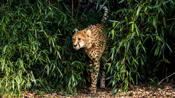 guépard rôdant glissant hors de la jungle - rodent photos et images de collection