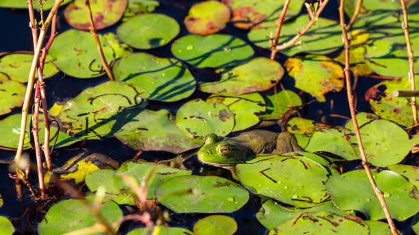 istock Portrait of a frog in a pond 1370787682