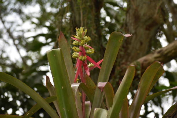 Aechmea aquilega Aechmea aquilega, a bromeliad plant species. This photo was captured in Chaguaramas, Trinidad. aechmea fasciata stock pictures, royalty-free photos & images
