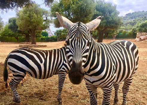 Zebras of Ngorongoro crater. Tanzania, Africa.