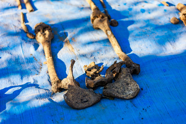 istock Human remains on blue burlap. Archaeological excavations of forensic bones for examination. Background 1370793207