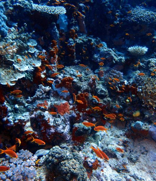 istock School of orange fish 1370793288