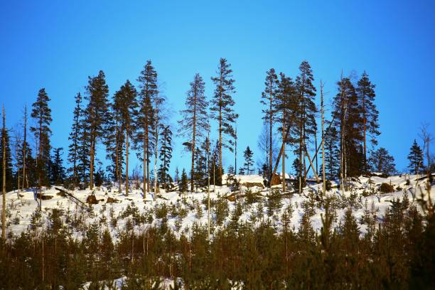 winter sunlight on a small mountain in swedish lapland - lumber industry cold day forest imagens e fotografias de stock