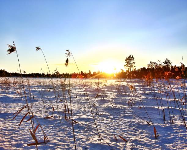 istock Backlit reed in frozen lake in Sweden 1370793427